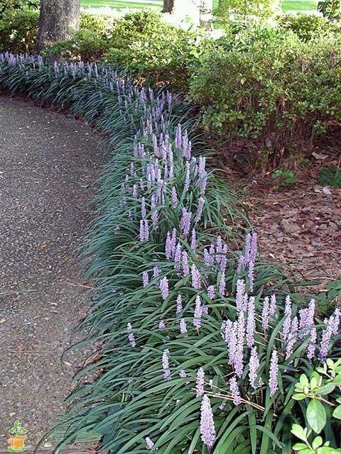 A lush purple bloom and greenery garden border is a fun idea to add color to the space and get more blooms.
